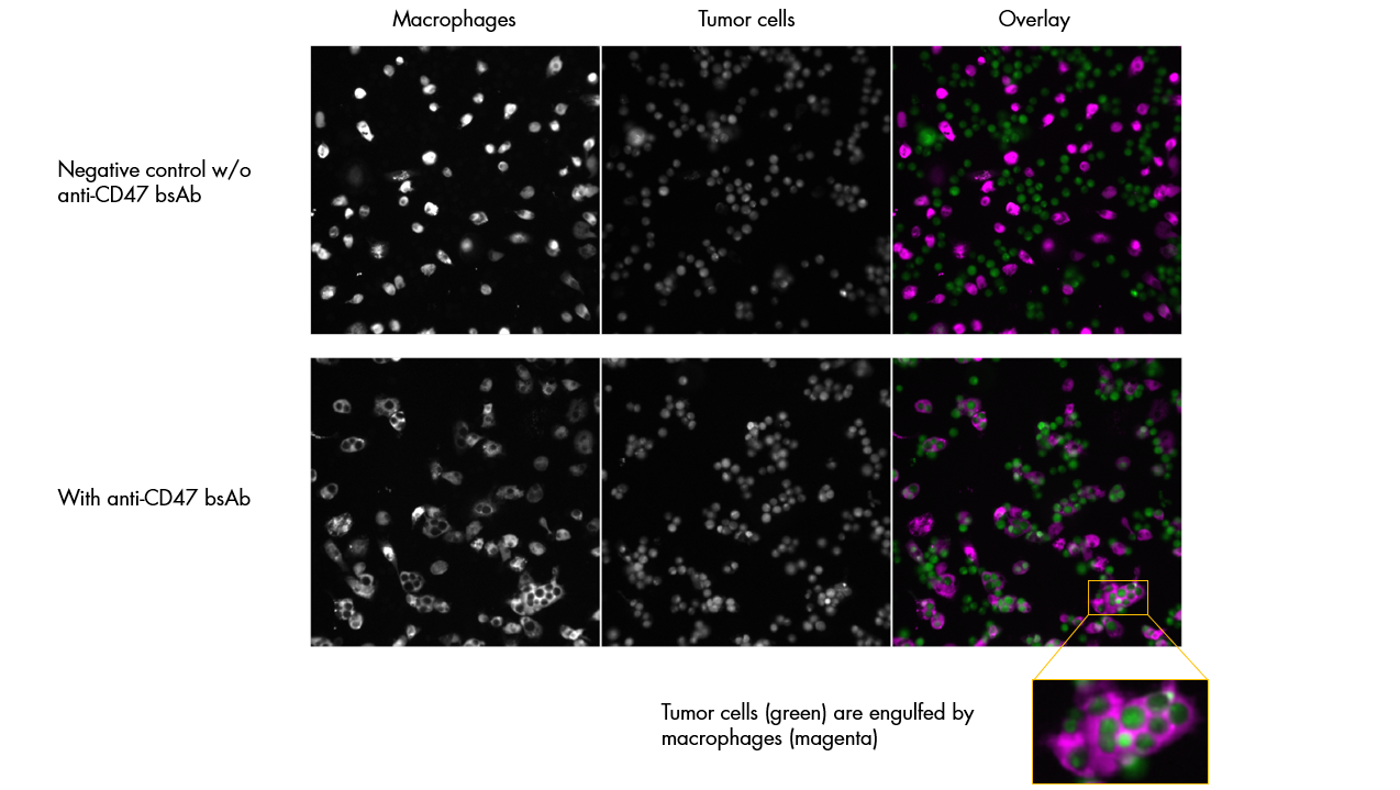 targeting cd47 02